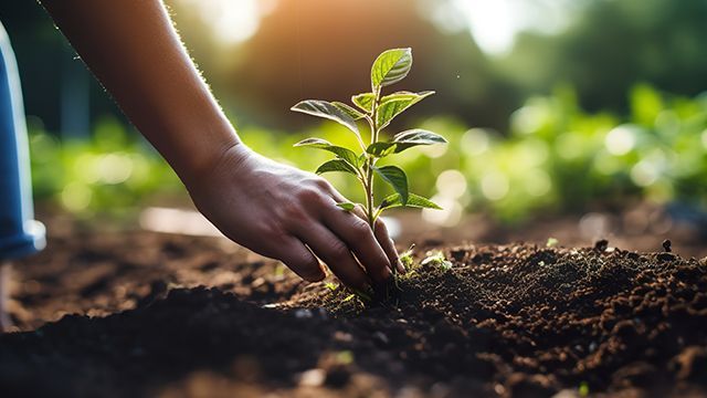 Plantation d'un arbre