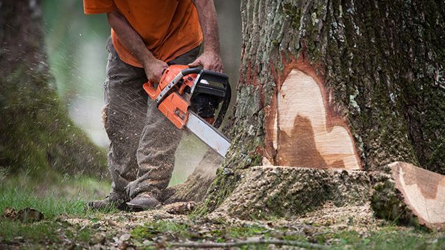 Abattage d'un arbre