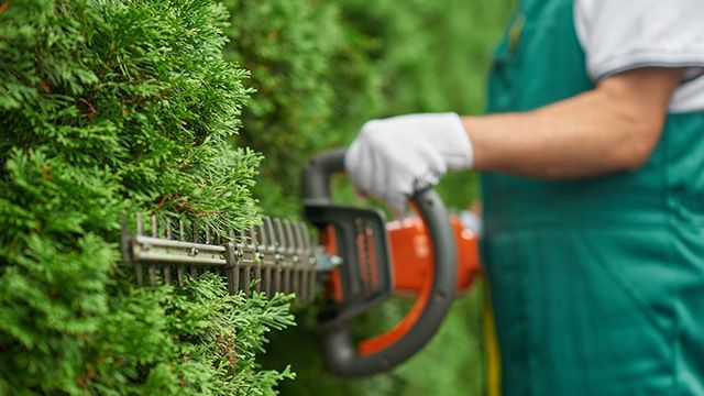 Focus sur un professionnel taillant la haie