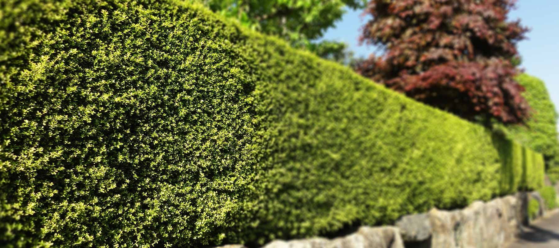 Prise de vue de haies bien entretenues