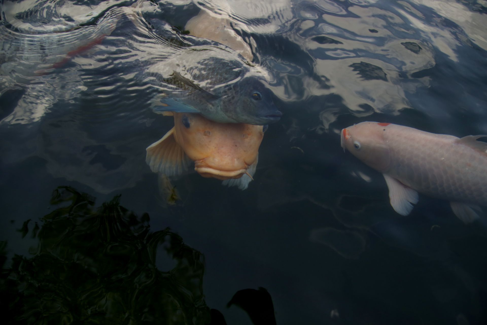 Focus sur des carpes koï dans un bassin d'eau privé