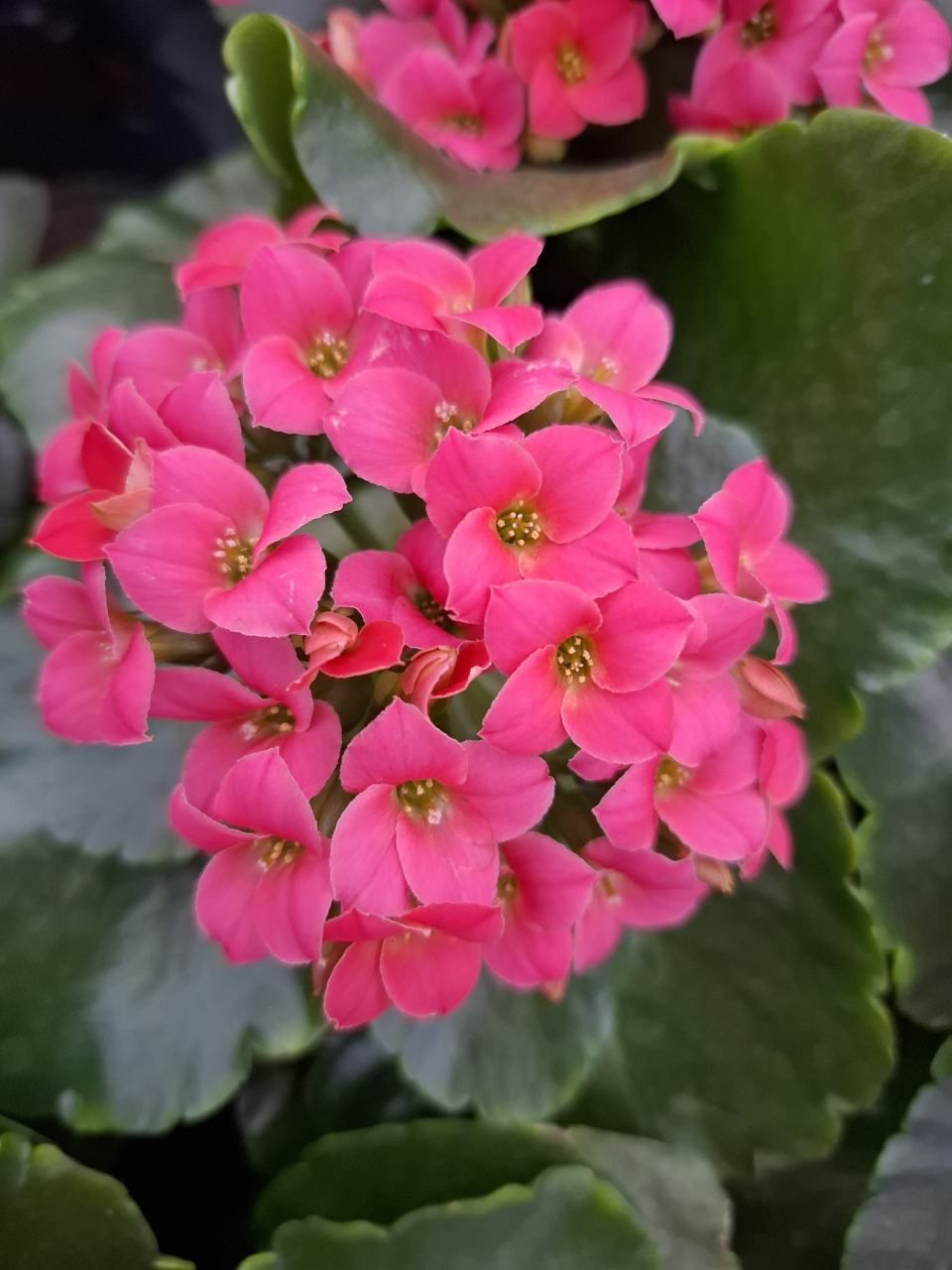 Grosse Blätter mit Muster