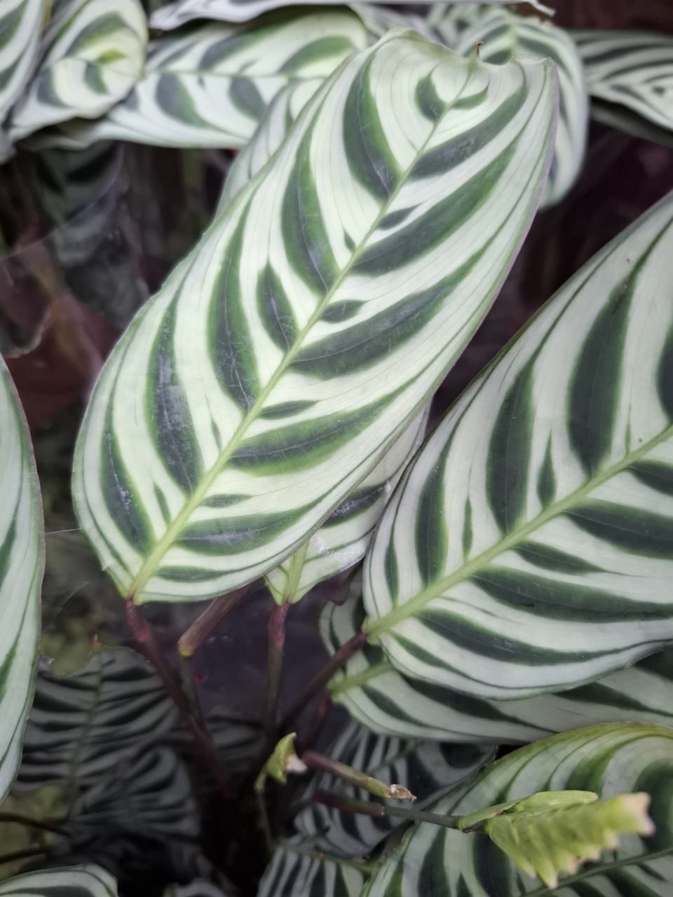 Blätter mit weissem Muster