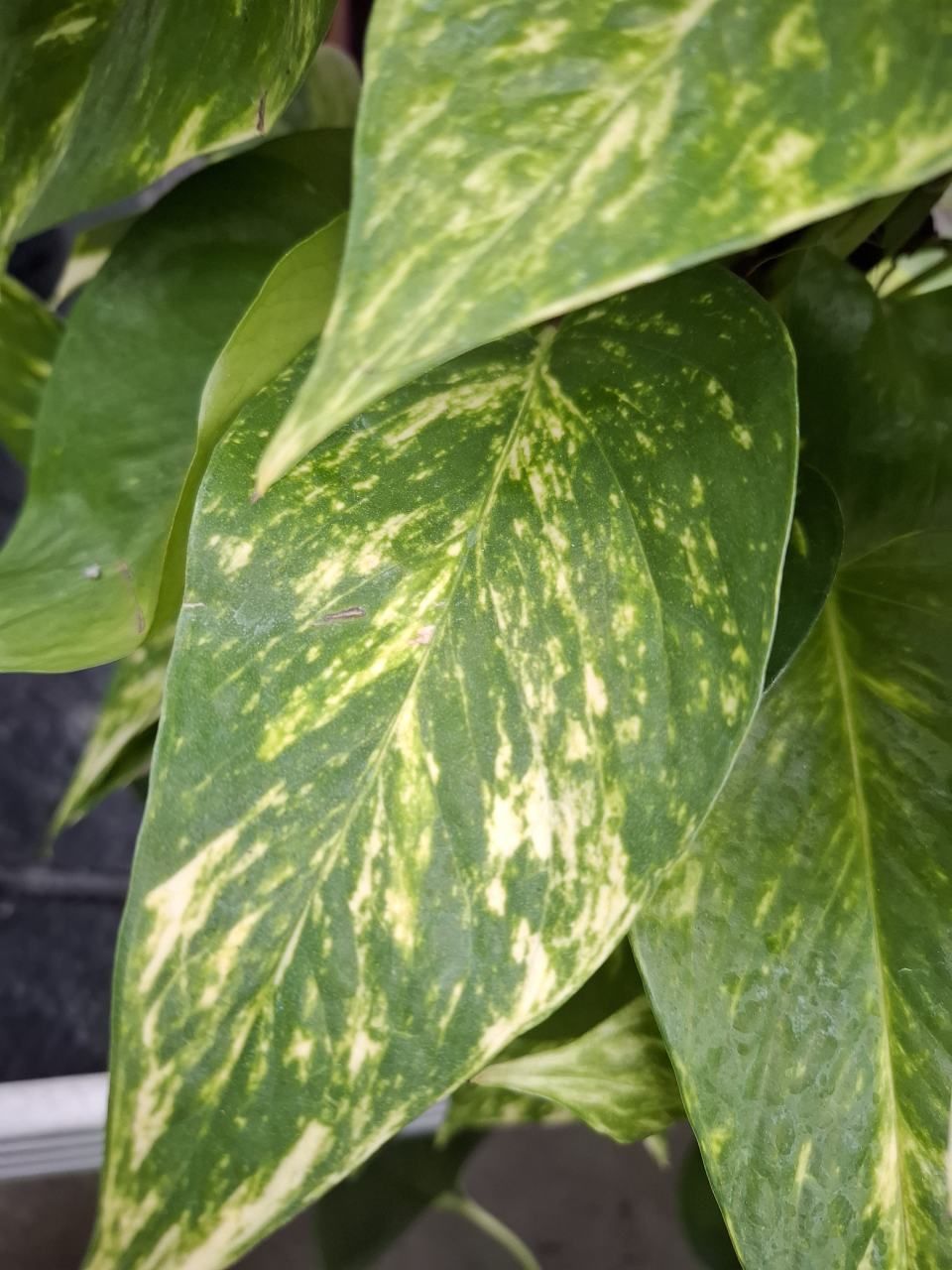 Holländisches Blumen Center Geldern