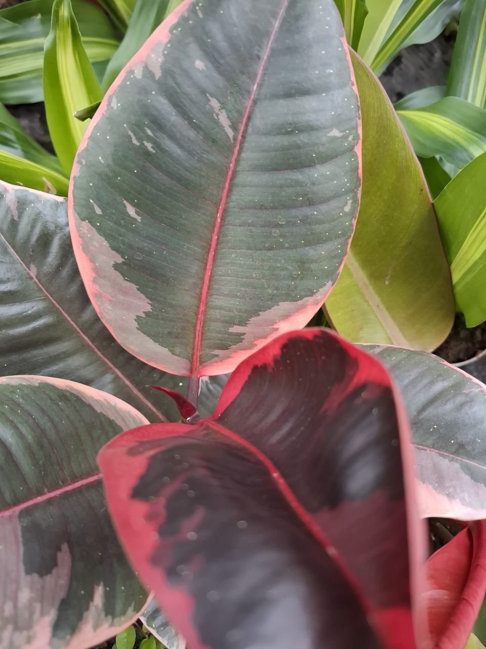 Grosse blätter mit roten rändern