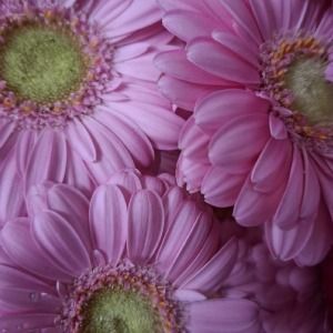 Holländisches Blumen Center Geldern