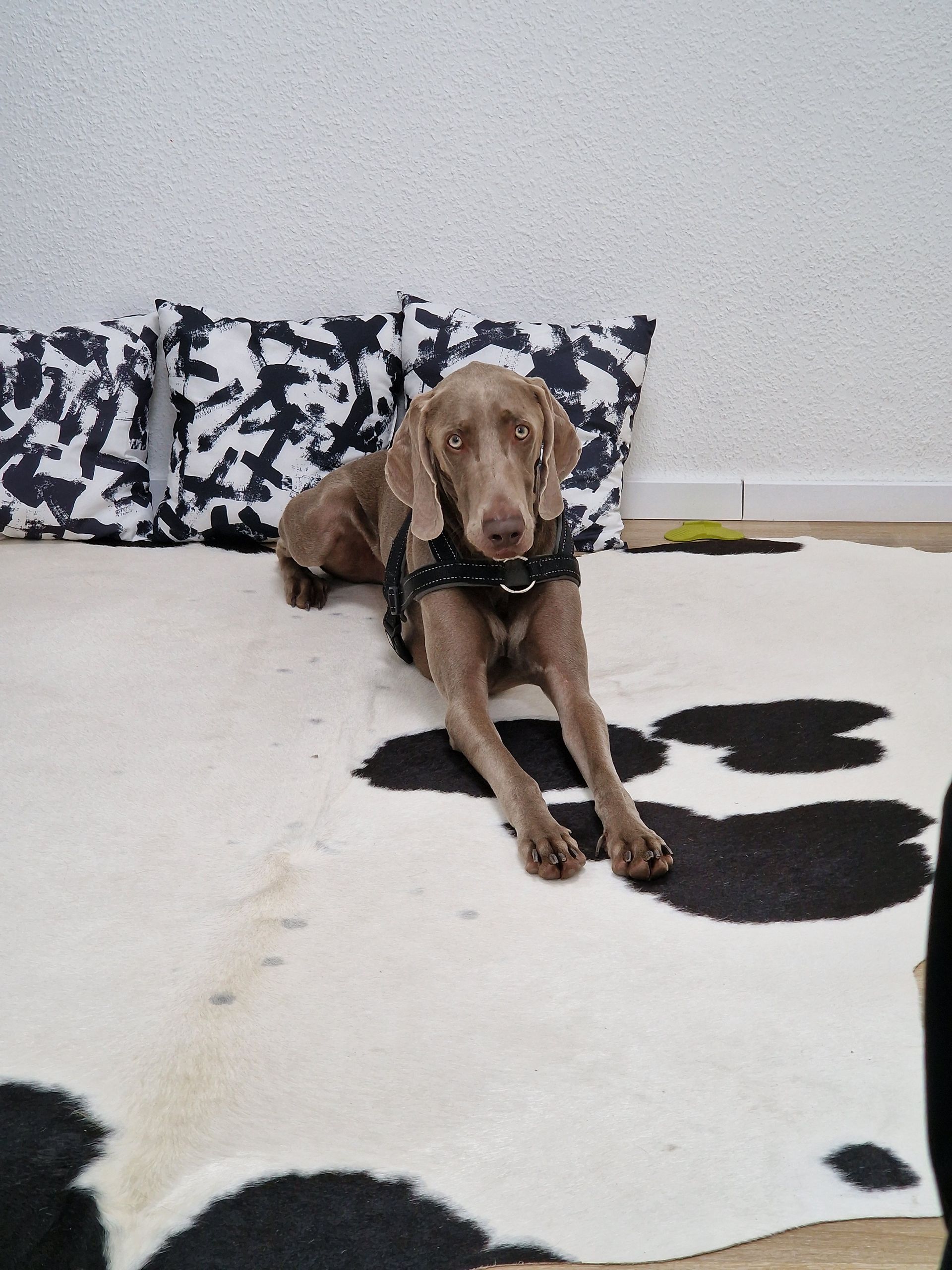 Schwarz-weißer Border Collie mit rosa Blume auf dem Kopf, schaut in die Kamera.