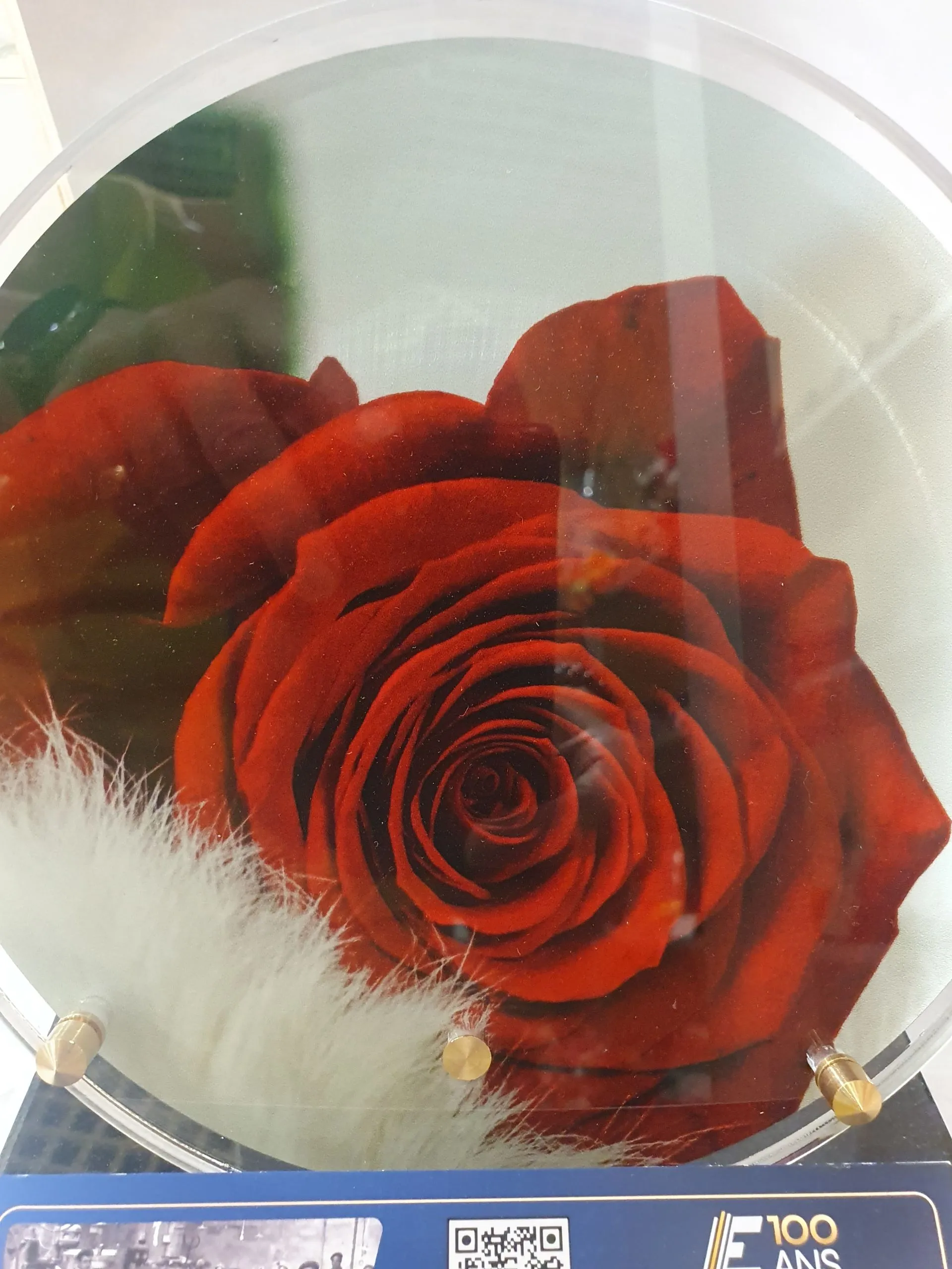 Une rose rouge destinée à orner une tombe