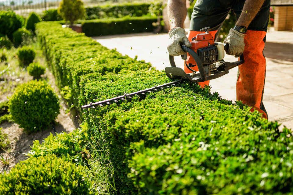 Gartenpflege und -arbeit Heckenschnitt