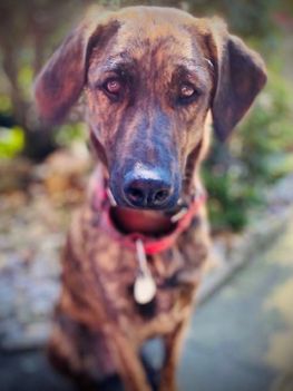 Vega | Rademacher Bestattungen | Oberhausen