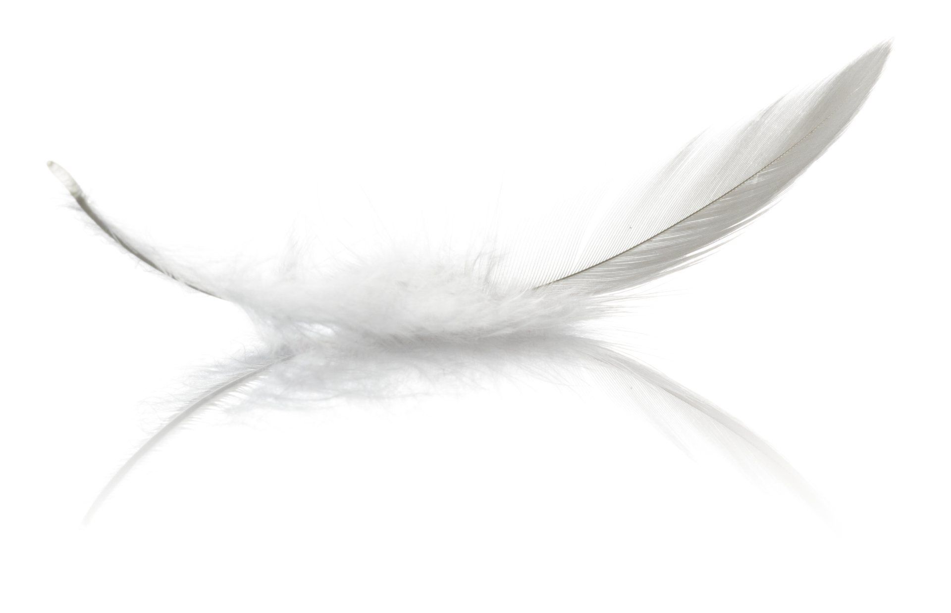 Photo d'une plume avec un fond blanc