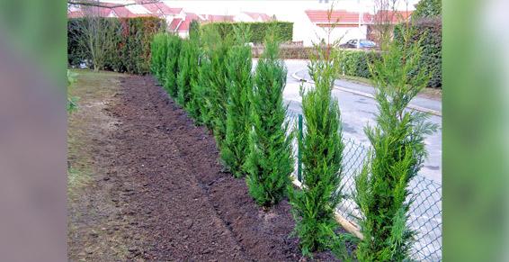 Plantations Arbustes