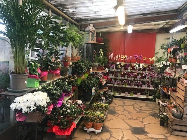 Plantes d'intérieur