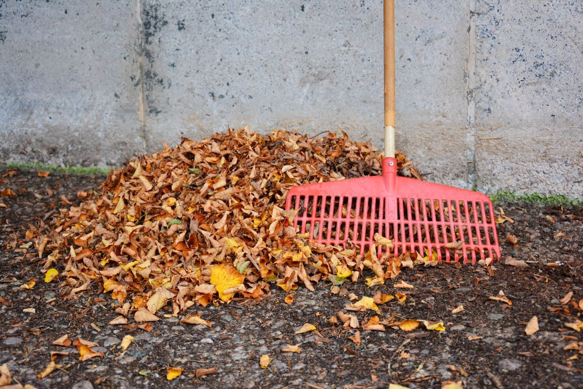 Ein Haufen herabgefallener Herbstblätter mit einem rosa Rechen lehnt an einer Betonmauer.