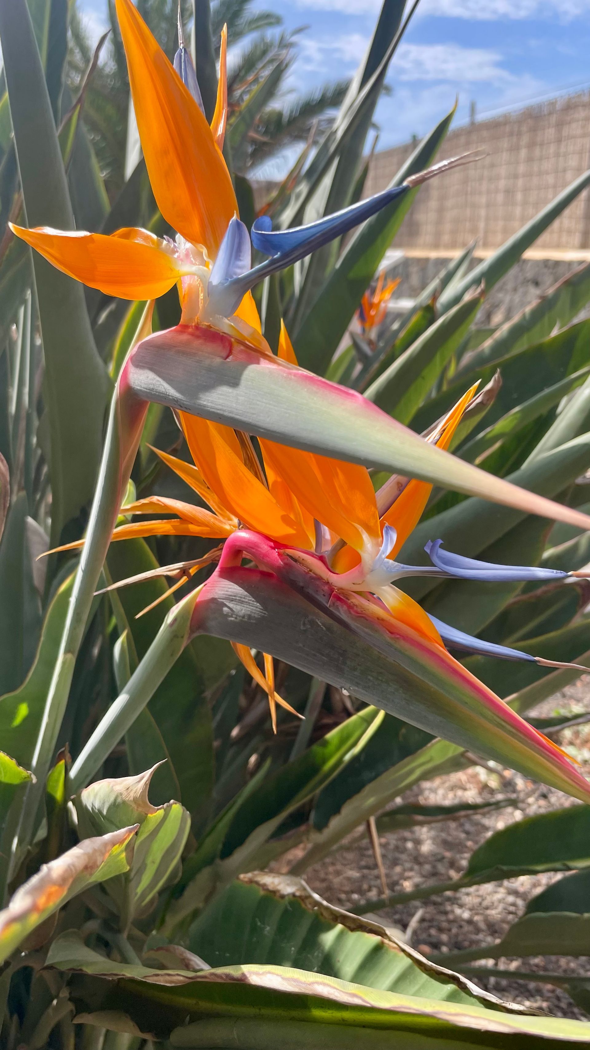 Piscina Villa Fuerteventura Vacaciones Reserva Precio