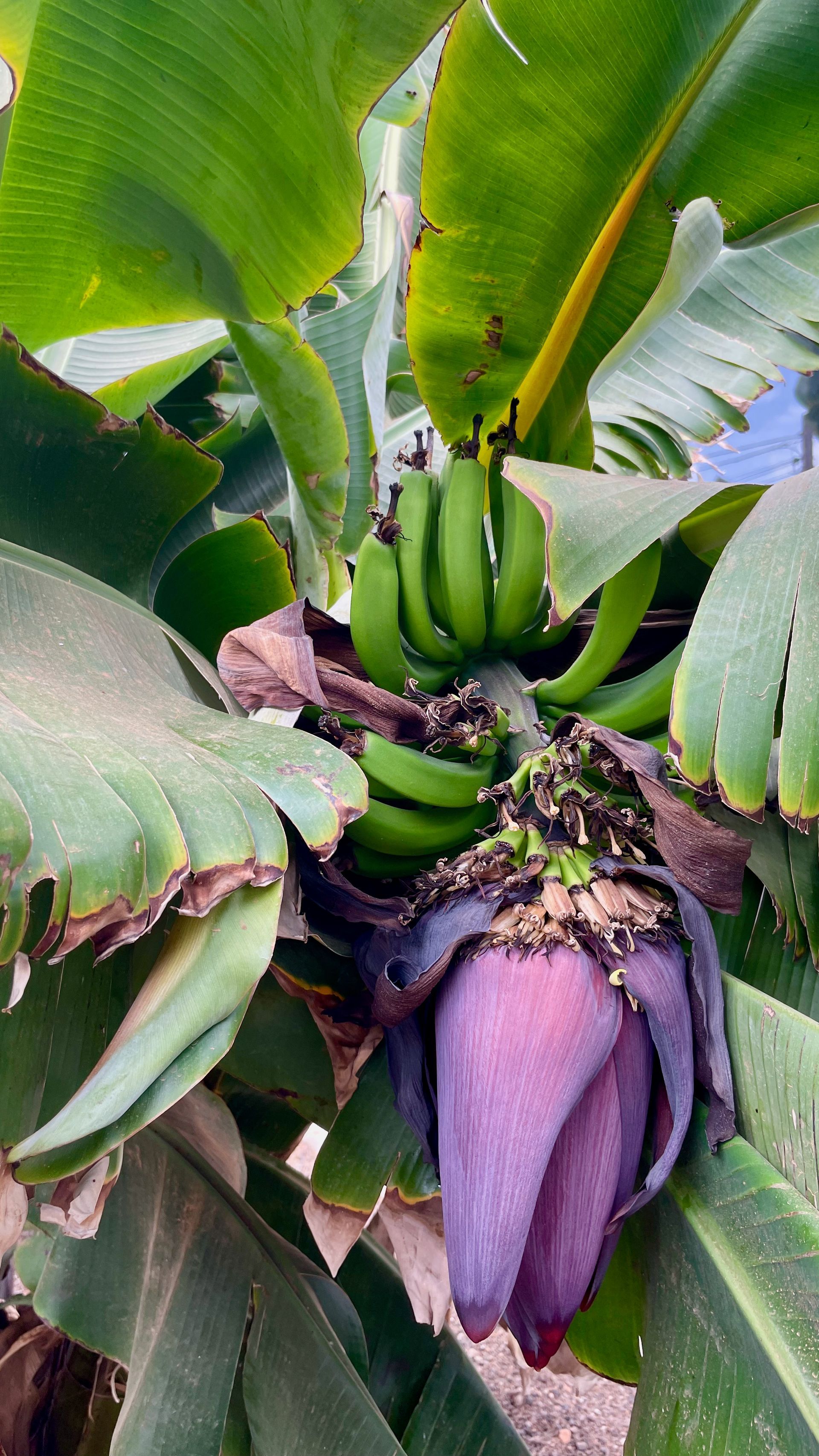 Villa Fuerteventura Pool Holidays Price