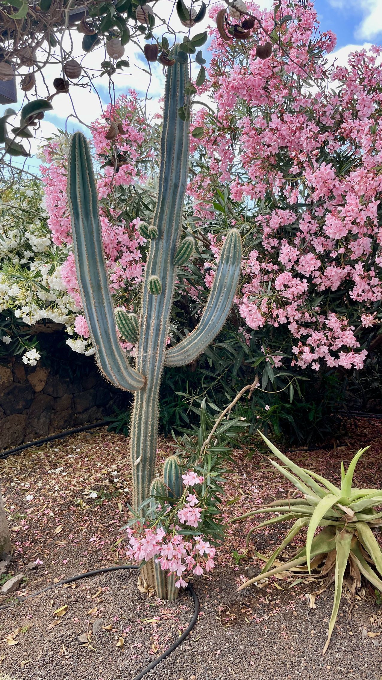 Villa Fuerteventura Pool Holidays Price