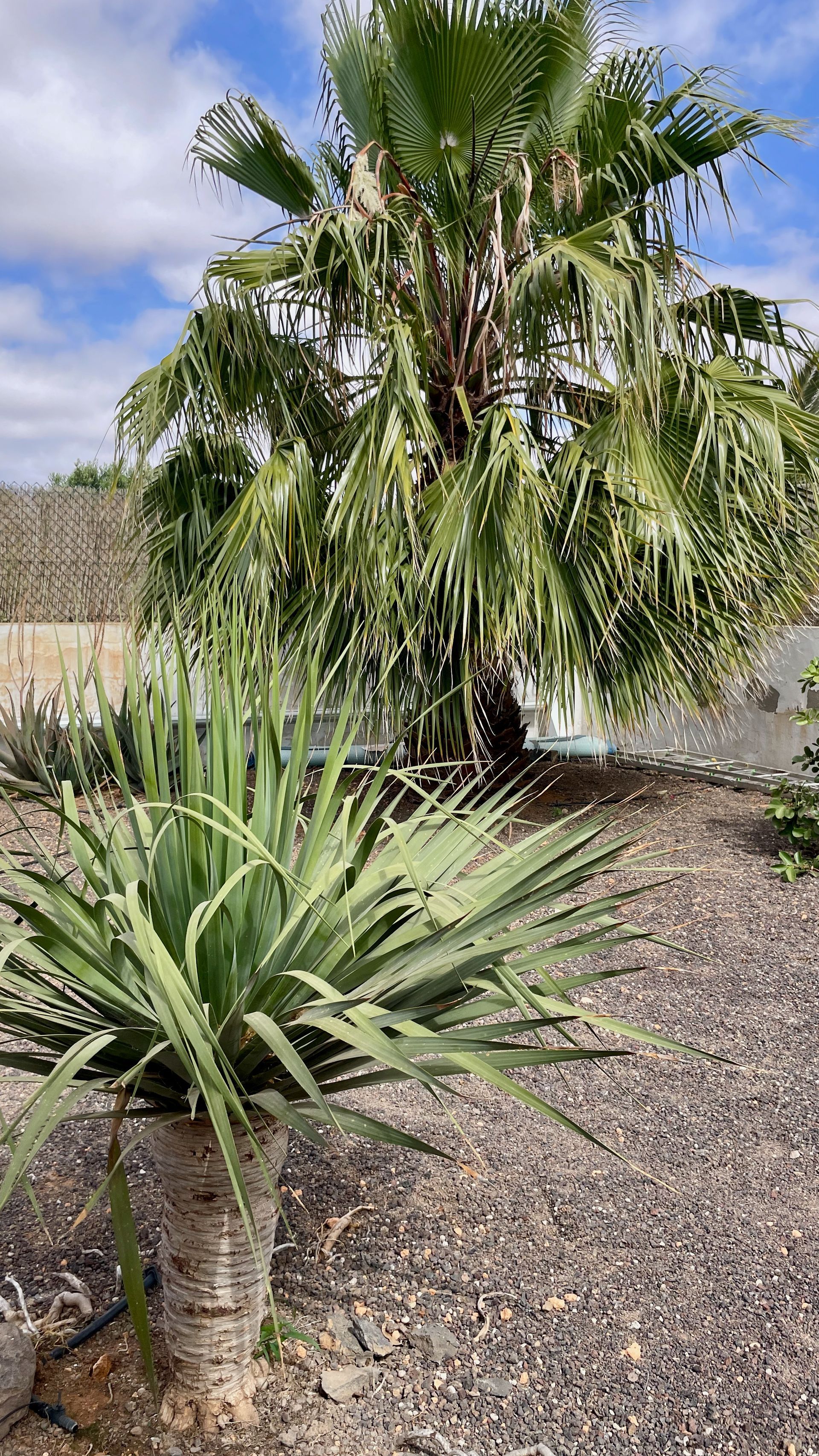 Villa Fuerteventura Pool Holidays Price