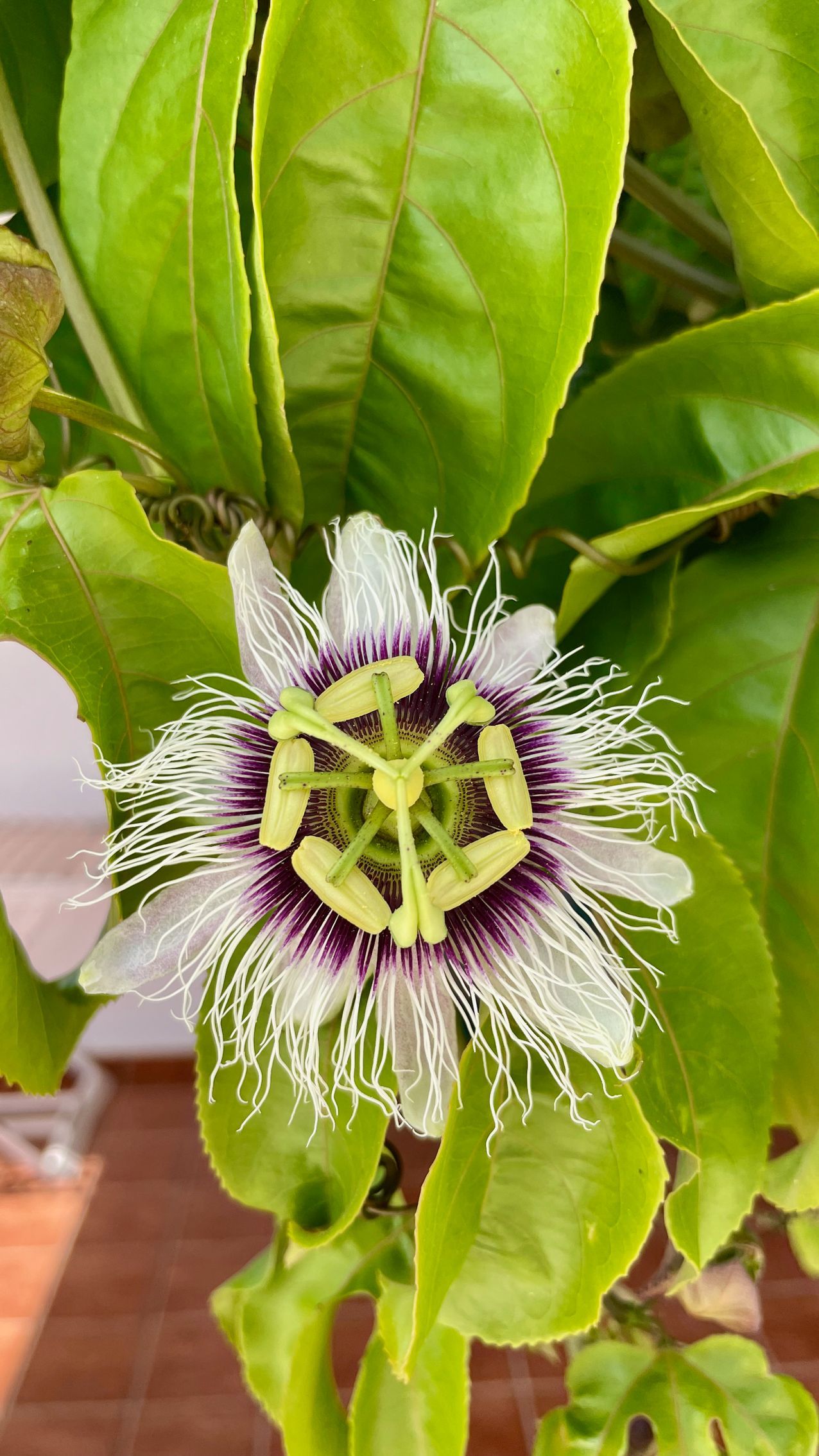 Villa Fuerteventura Pool Holidays Price