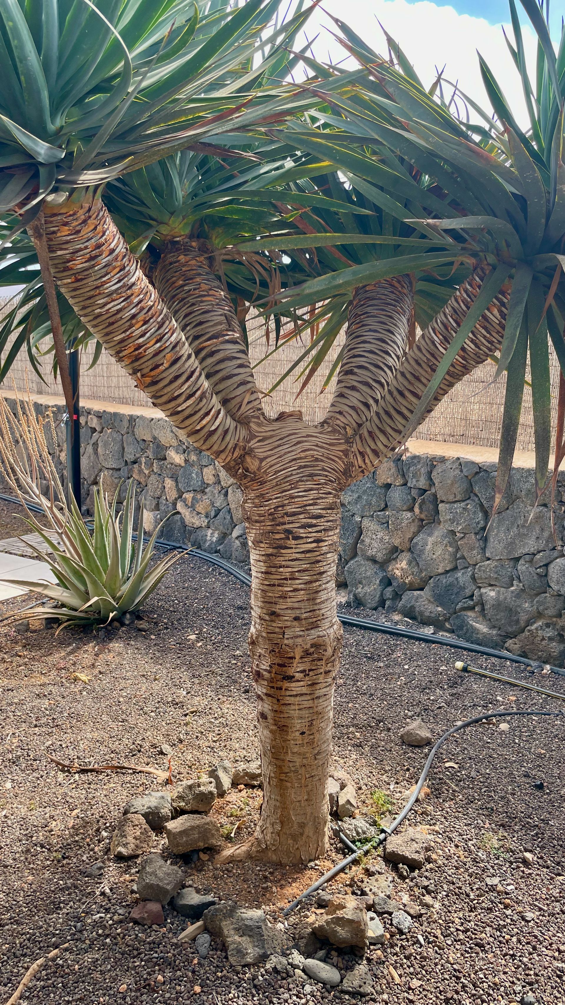 Piscina Villa Fuerteventura Vacaciones Reserva Precio