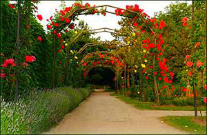 Bepflanzte Bögen für den Garten
