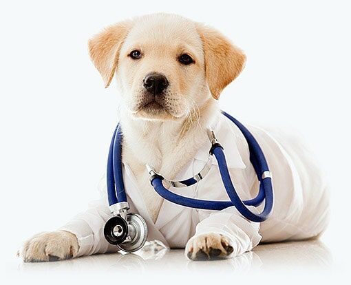 Cachorro labrador com estetoscópio