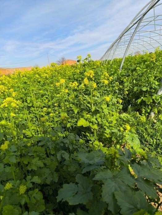 Camp exuberant de plantes verdes amb flors grogues, a prop d'un hivernacle, contra un cel blau.