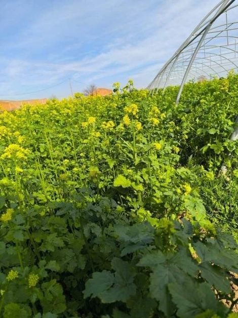Camp exuberant de plantes verdes amb flors grogues, a prop d'un hivernacle, contra un cel blau.