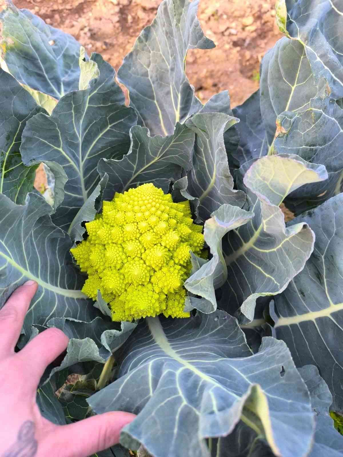 Una mà al costat d'una planta de bròquil romanesco de color verd brillant amb espirals semblants a fractals