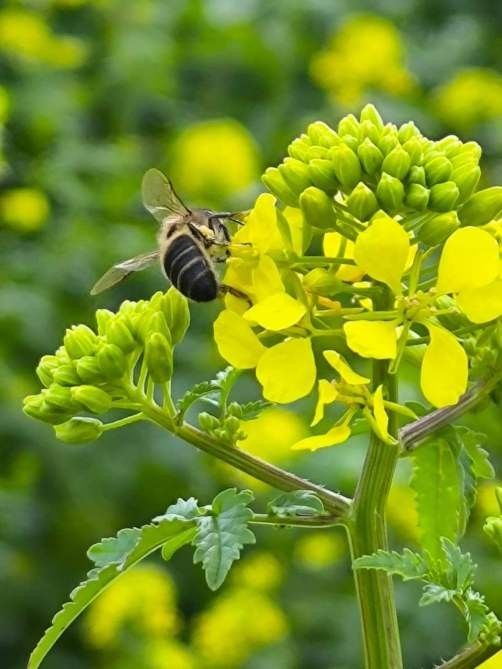 Abella pol·linitzant flors grogues brillants.