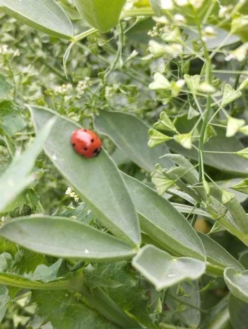 Marieta vermella amb taques negres sobre una fulla verda, envoltada de més fullatge.