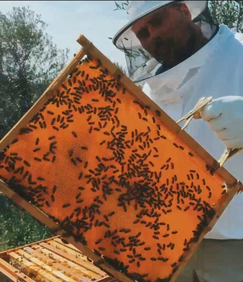 Apicultor amb equip de protecció que sosté un marc de bresca cobert d'abelles.