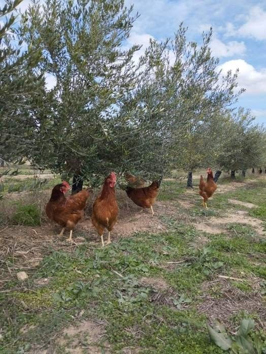 Cinc pollastres marrons que busquen menjar en una zona herbosa sota oliveres.