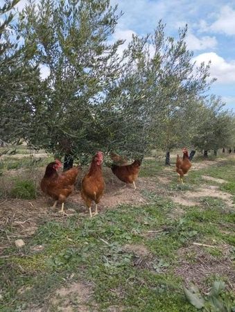 Cinc pollastres marrons que busquen menjar en una zona herbosa sota oliveres.