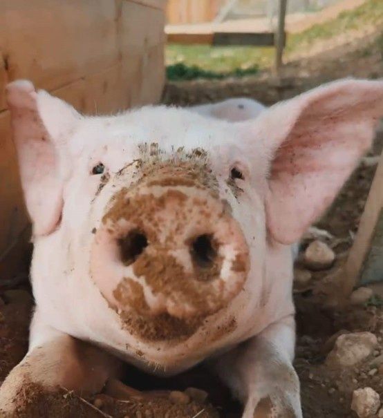 Porc rosa amb el musell ple de fang i les orelles grans, descansant a l'exterior.