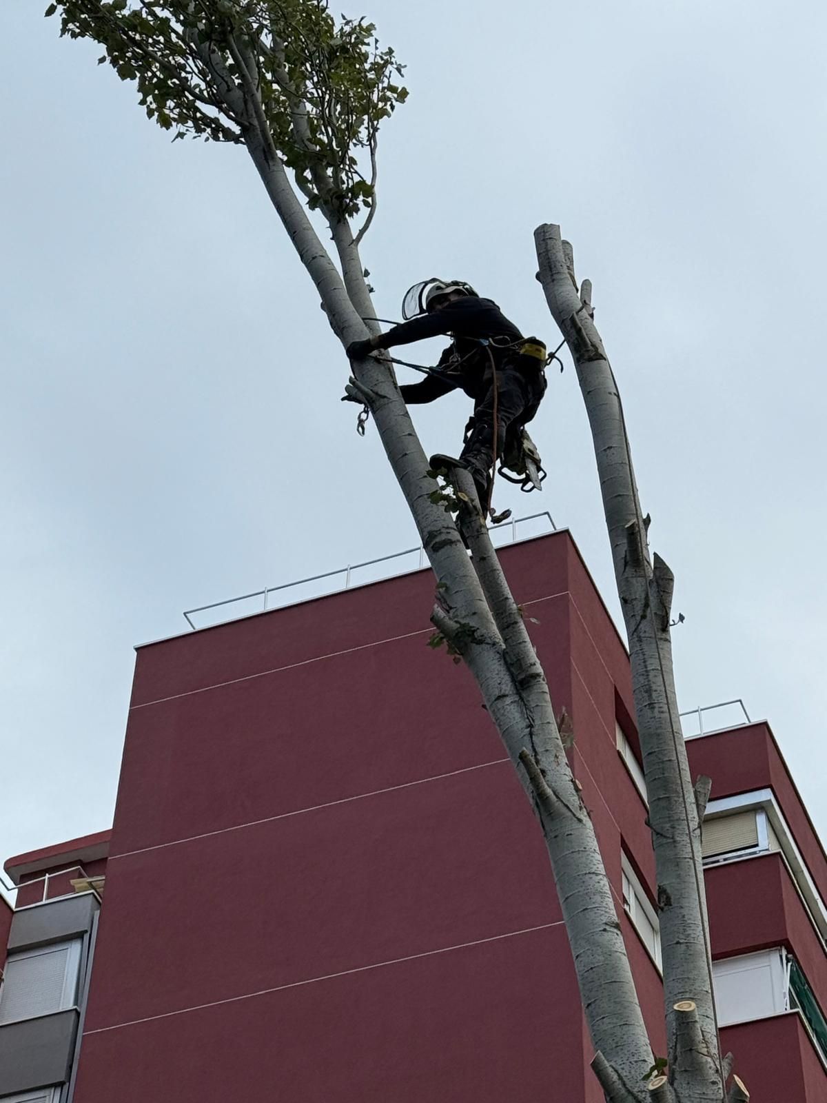 Un hombre está trepando un árbol frente a un edificio.