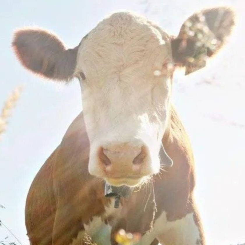 Eine braun-weisse Kuh grast auf einer sonnigen Wiese und blickt in die Kamera.