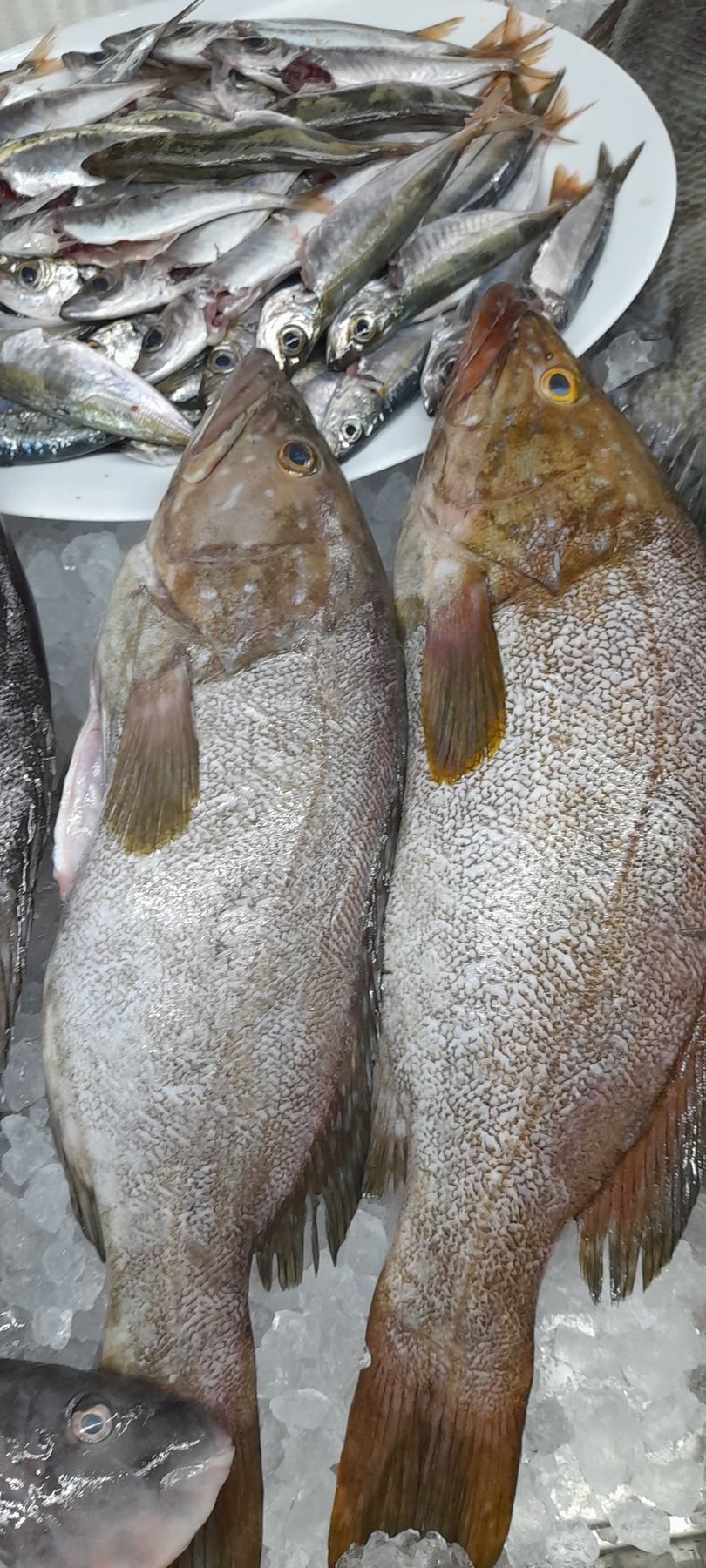 Dos peces están sentados sobre hielo frente a un plato de pescado.