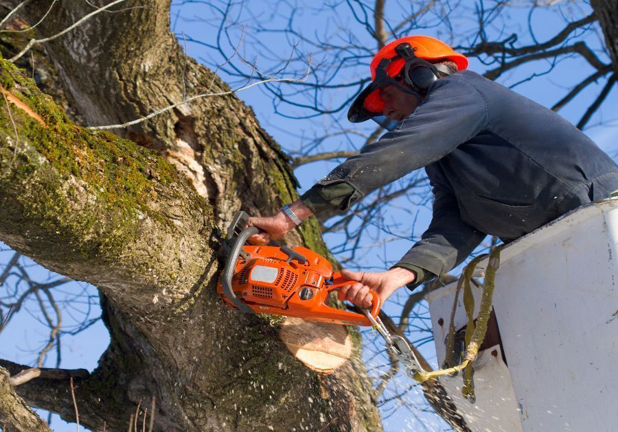 ¿Cuándo es el mejor momento para podar árboles? Calendario de poda