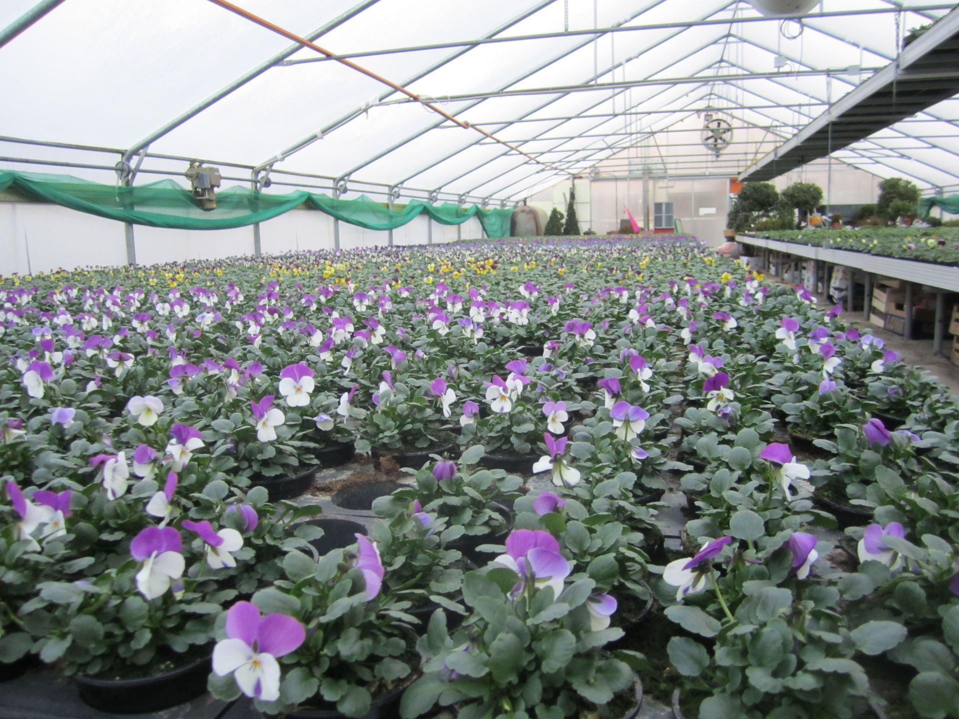 Gewächshaus mit Reihen von Topfstiefmütterchen mit violetten und weißen Blütenblättern unter einem transparenten Dach.