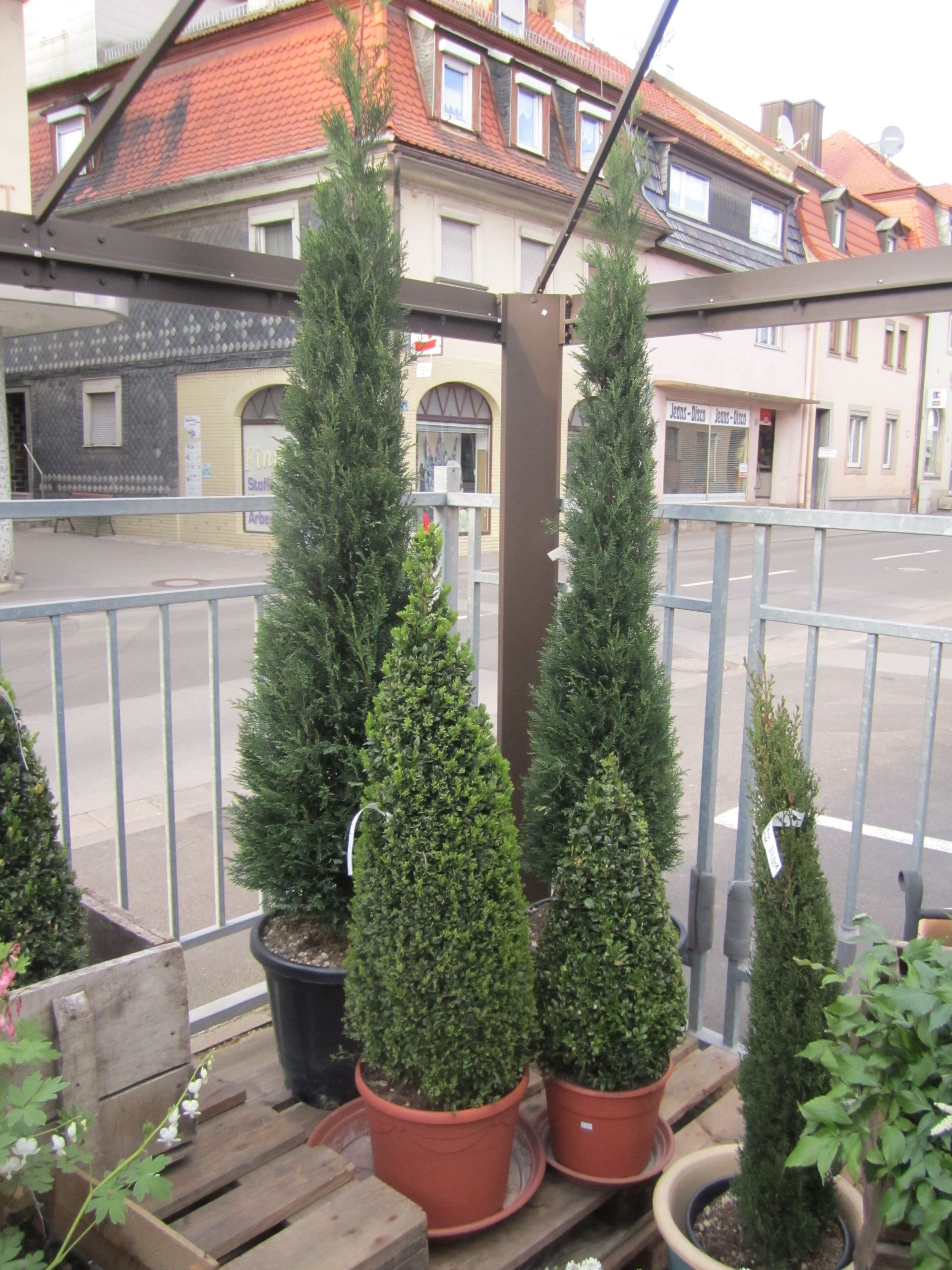 Grüne, kegel- und säulenförmige Pflanzen in Terrakottatöpfen, auf einer Holzpalette, in einer städtischen Umgebung.