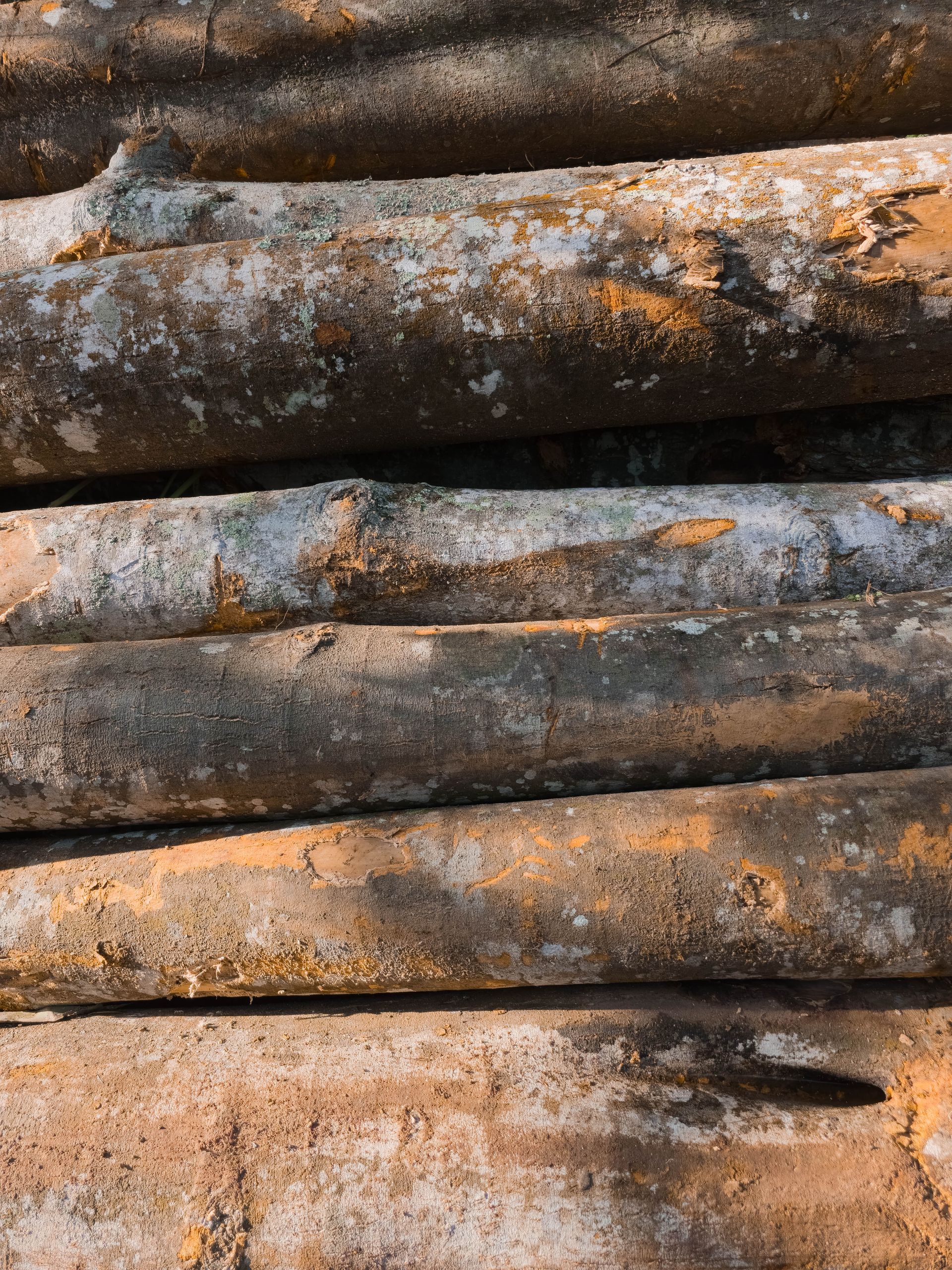 Des bûches empilées horizontalement, présentant des écorces aux nuances variées de brun et de gris.