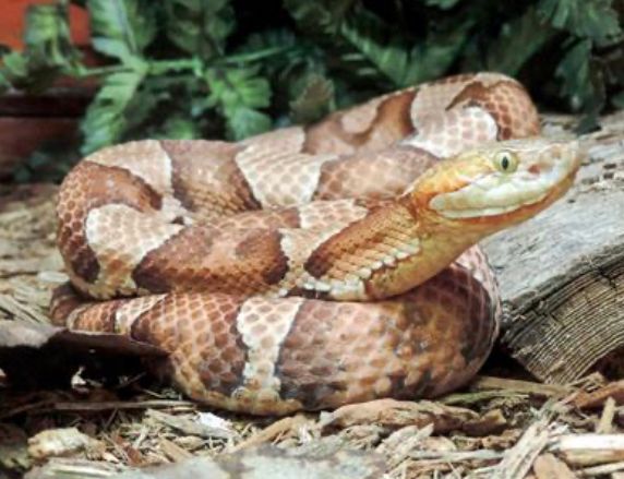 Copperhead snake coiled on wood and leaves, with brown and tan markings.
