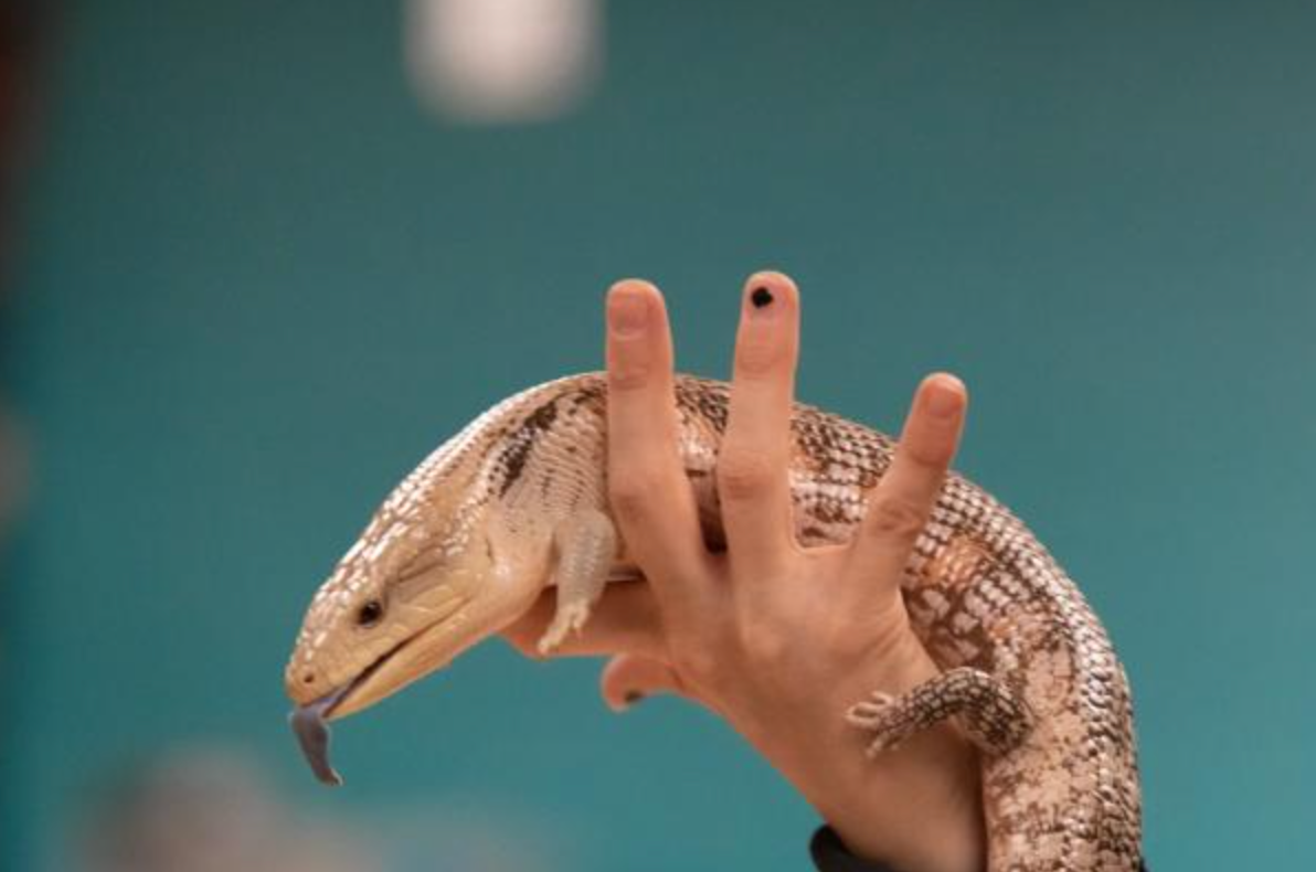 Kentucky Reptile Zoo
