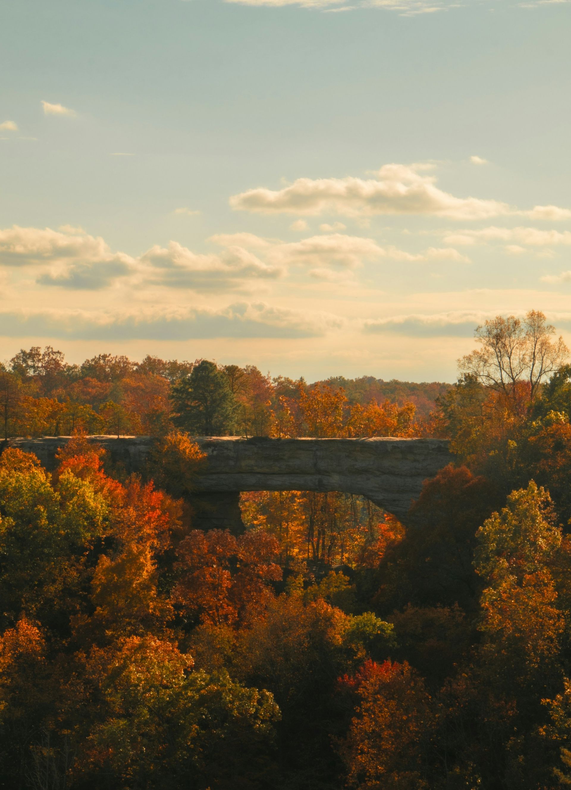 Autumn forest canopy with a stone bridge under a partly cloudy sunset sky
