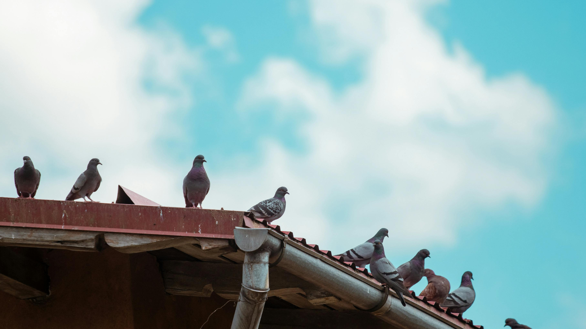Des pigeons perchés sur un toit rouge délavé, sur fond de ciel bleu parsemé de nuages cotonneux.