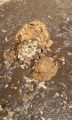 Nid de guêpes, partiellement brisé, révélant des alvéoles et des larves en développement sur une surface brune.