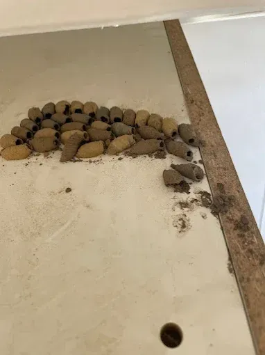 Des nids de guêpes maçonneuses brunes regroupés sur une surface blanche, près d'un bord en bois.