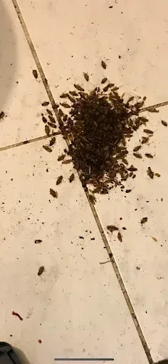 Un gros tas de petits insectes bruns sur un sol carrelé blanc aux joints foncés.
