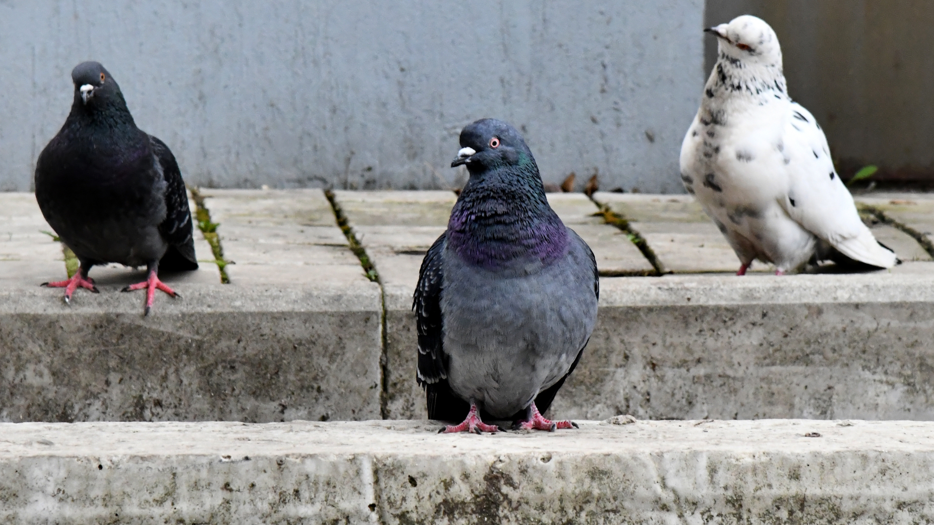 Trois pigeons sur des marches en béton : un noir, un gris aux reflets violets et un blanc tacheté de noir.